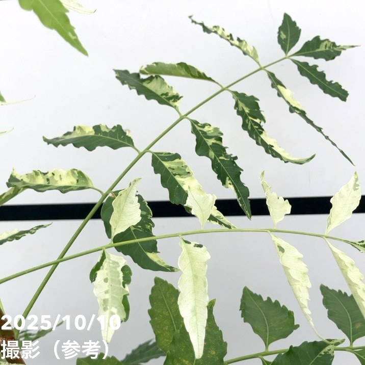 現品お届け レア斑入り】ニーム Azadirachta SPP. 5号 No.1｜観葉01-D1