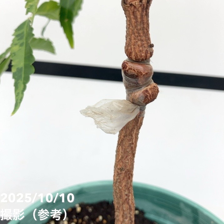 レア、切花品種　紅☆☆　小苗 現品お届け レア斑入り】ニーム Azadirachta SPP. 5号 No.1｜観葉01-D1