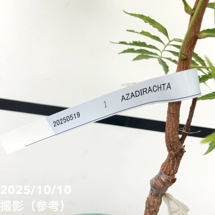 現品お届け レア斑入り】ニーム Azadirachta SPP. 5号 No.1｜観葉01-D1