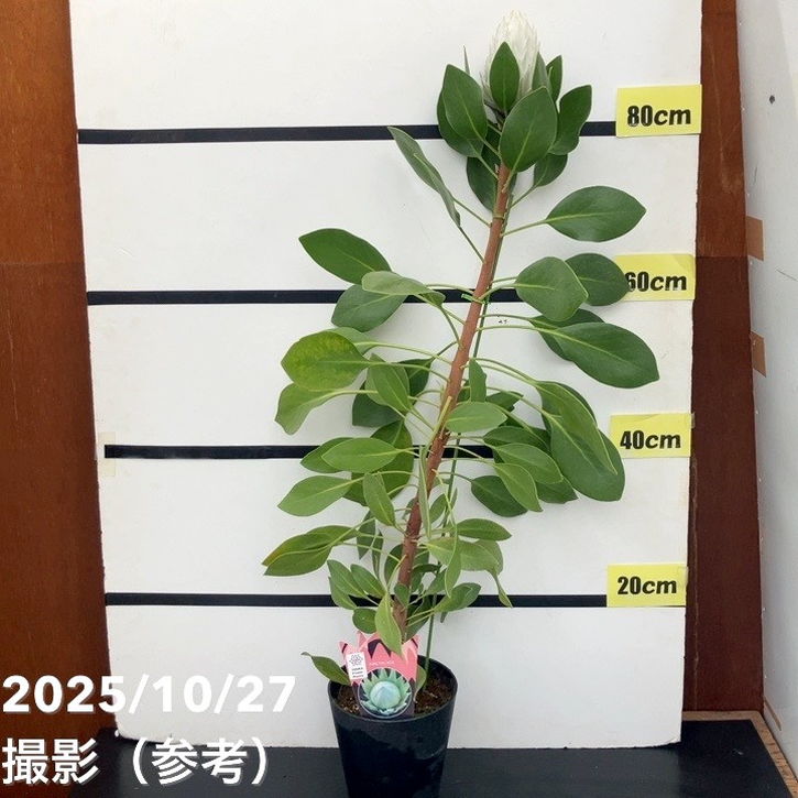 現品お届け】キングプロテア アークティックアイス 5号（1）｜花木10