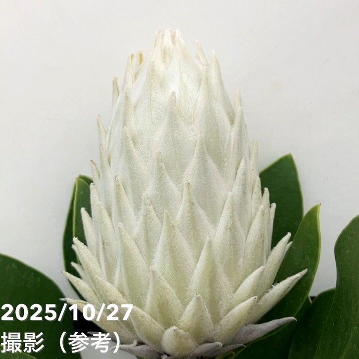 現品お届け】キングプロテア アークティックアイス 5号（1）｜花木10