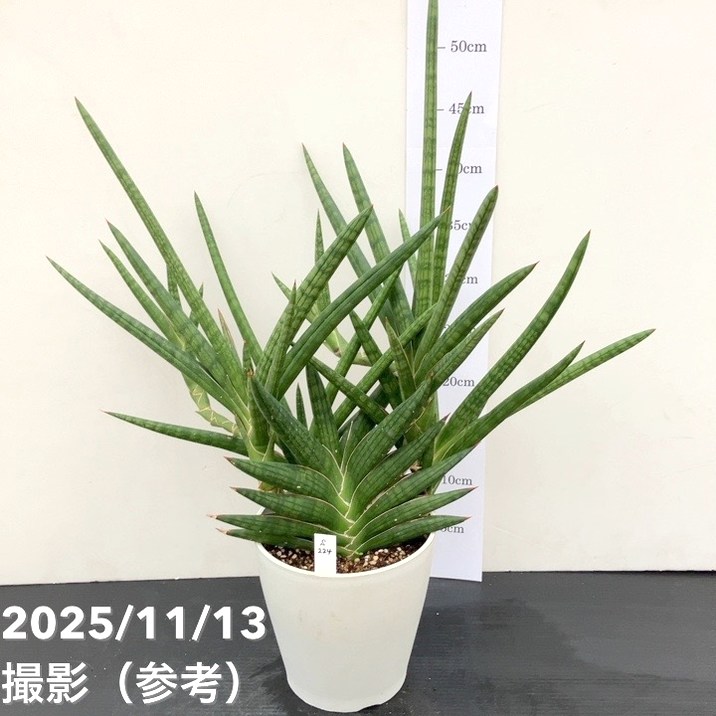 65周年記念セール】【現品お届け】サンスベリア 5号 モトムケニア 充実
