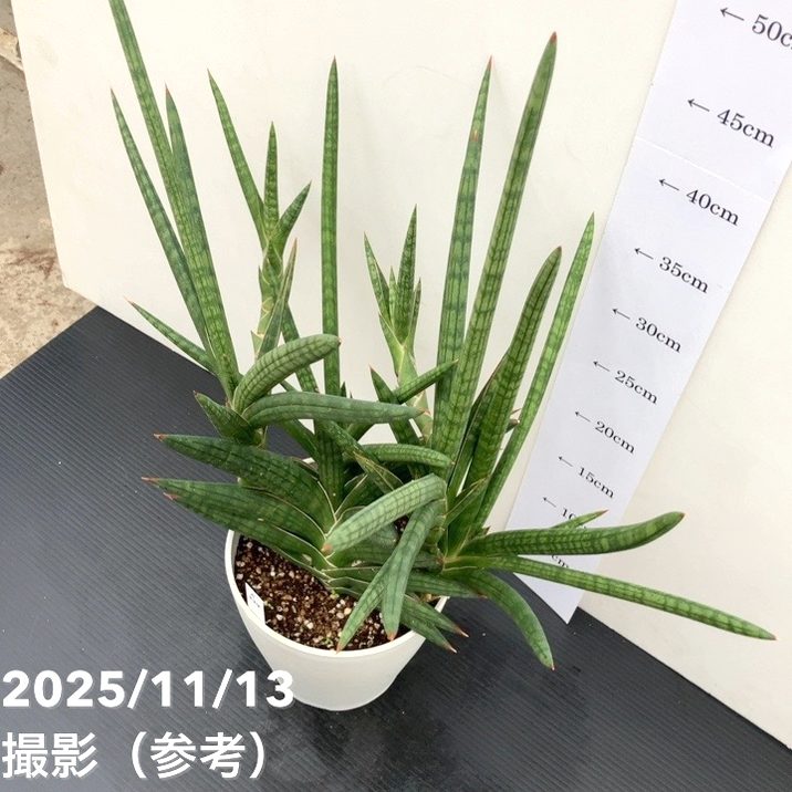 65周年記念セール】【現品お届け】サンスベリア 5号 モトムケニア 充実
