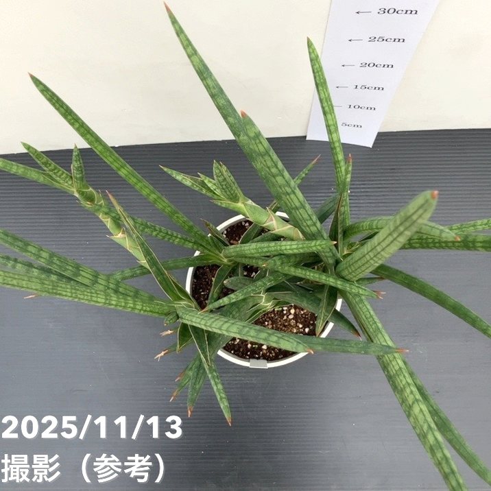 65周年記念セール】【現品お届け】サンスベリア 5号 モトムケニア 充実