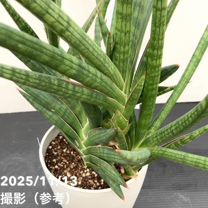 65周年記念セール】【現品お届け】サンスベリア 5号 モトムケニア 充実