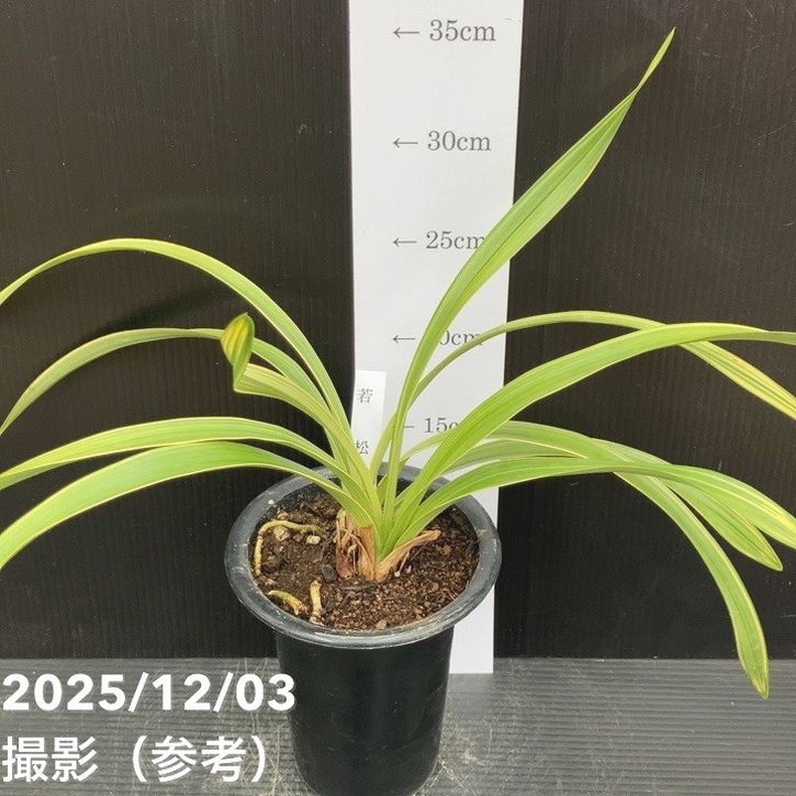 花芽1個＞キンリョウヘン 4号（若松）｜ミツバチ蘭｜洋蘭10-TU | 草花