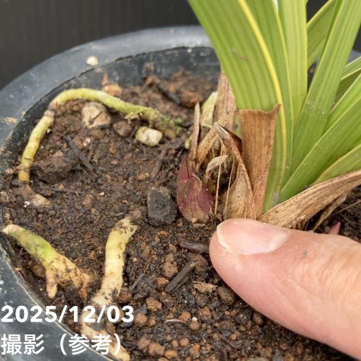 キンリョウヘン 花芽1個＞キンリョウヘン 4号（若松）｜ミツバチ蘭｜洋蘭10-TU | 草花