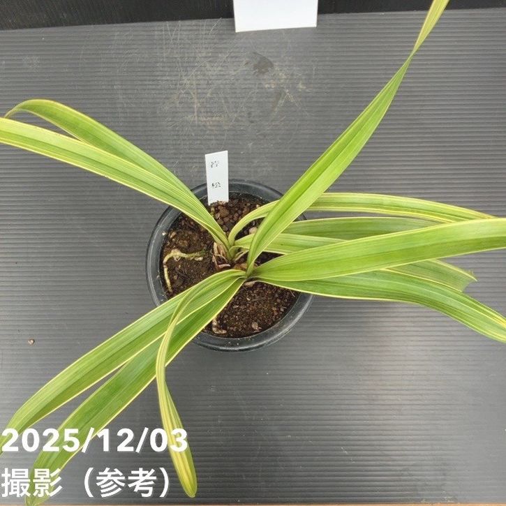 花芽1個＞キンリョウヘン 4号（若松）｜ミツバチ蘭｜洋蘭10-TU | 草花