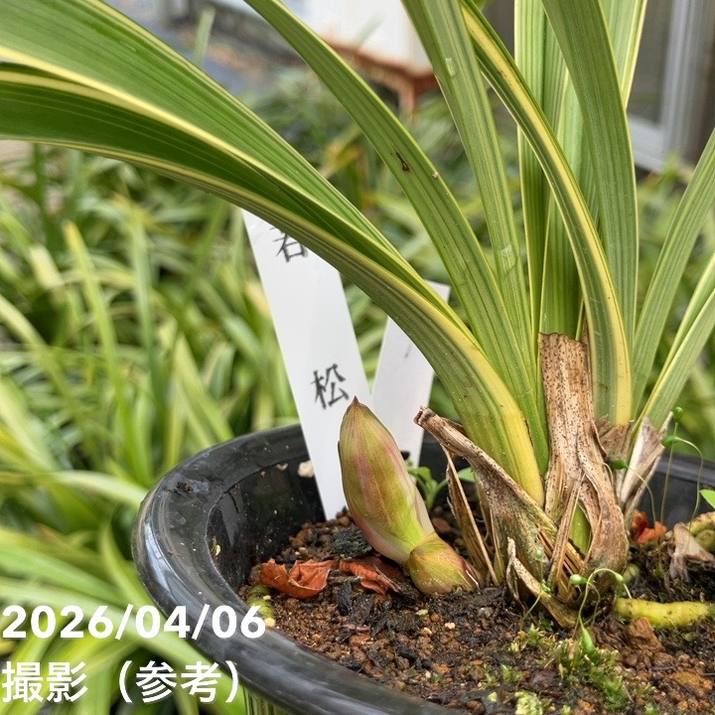 花芽1個＞キンリョウヘン 4号（若松）｜ミツバチ蘭｜洋蘭10-TU | 草花