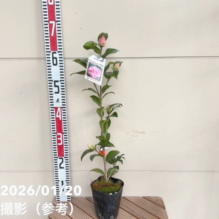 椿 ツバキ 4号 シルミッチェル［こだわりの前田ナーセリー苗］｜花木04