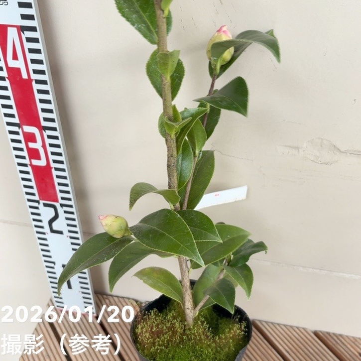 椿 ツバキ 4号 シルミッチェル［こだわりの前田ナーセリー苗］｜花木04