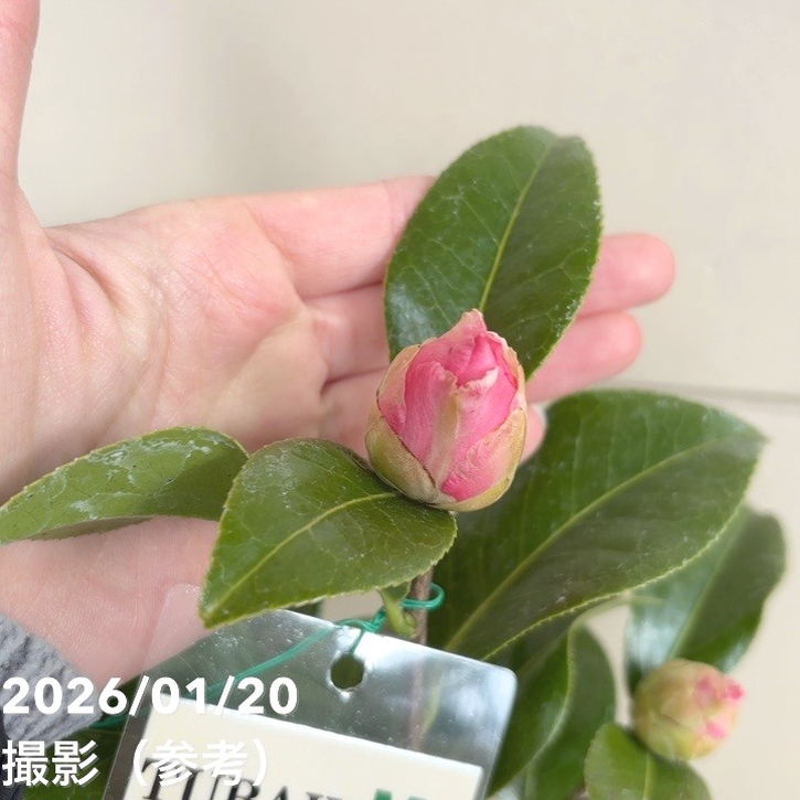 椿 ツバキ 4号 シルミッチェル［こだわりの前田ナーセリー苗］｜花木04