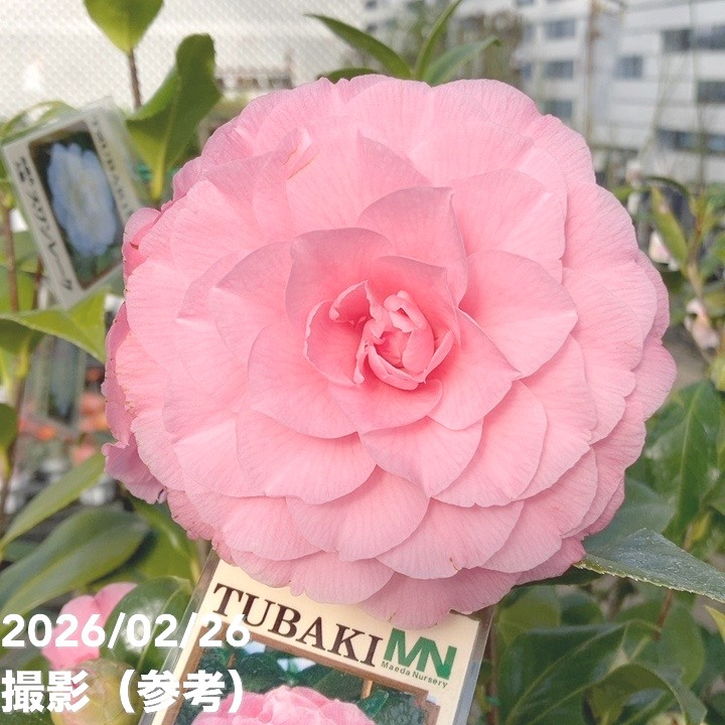 椿 ツバキ 4号 シルミッチェル［こだわりの前田ナーセリー苗］｜花木04