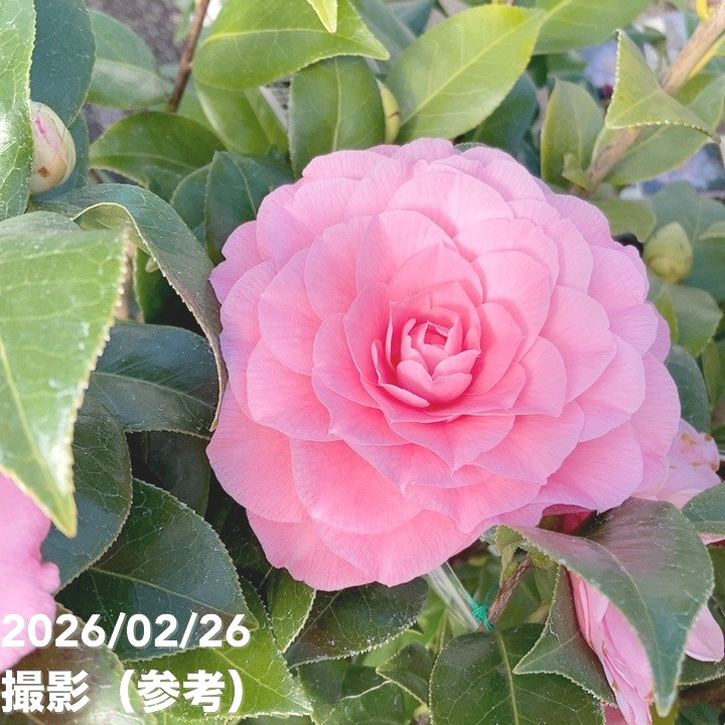 椿 ツバキ 4号 シルミッチェル［こだわりの前田ナーセリー苗］｜花木04