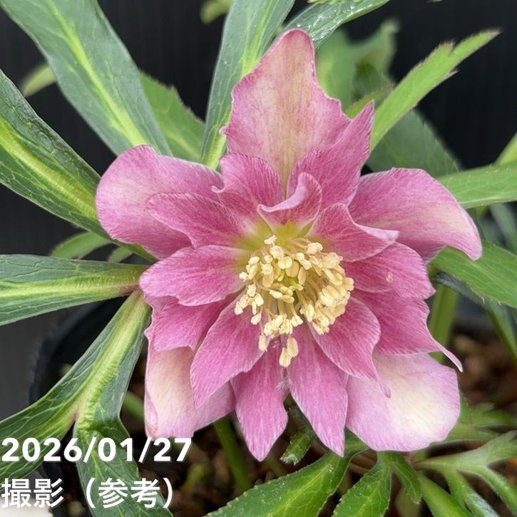 一点物】花郷園 クリスマスローズ アバニコ abanico 4.5号（KG2