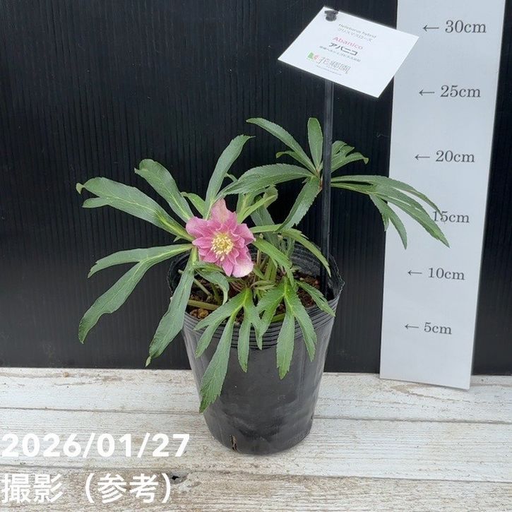 一点物】花郷園 クリスマスローズ アバニコ abanico 4.5号（KG2