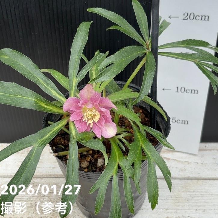 一点物】花郷園 クリスマスローズ アバニコ abanico 4.5号（KG2