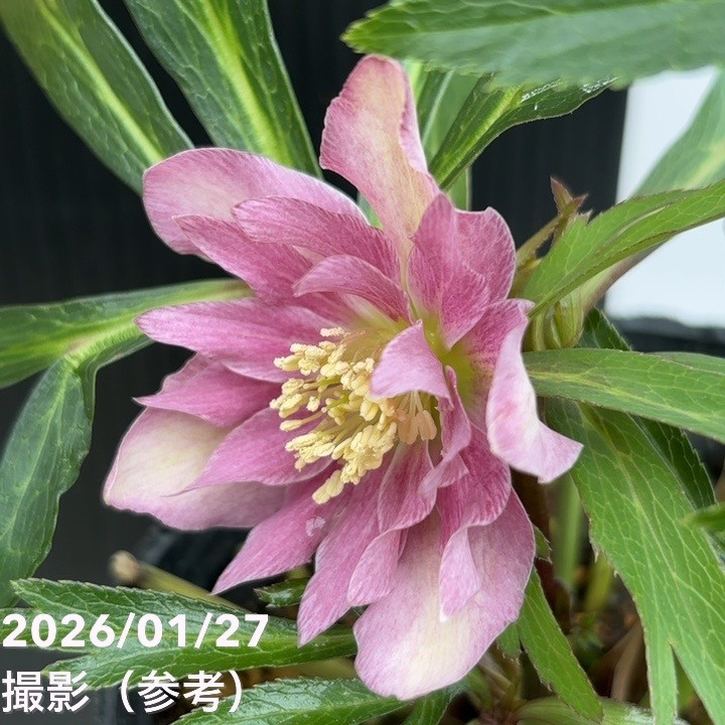 一点物】花郷園 クリスマスローズ アバニコ abanico 4.5号（KG2