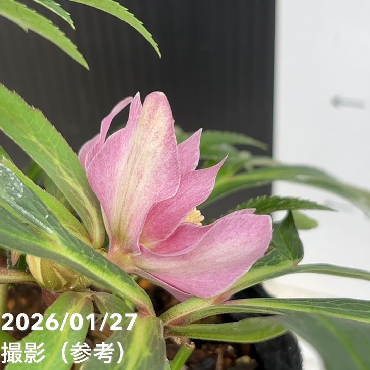 一点物】花郷園 クリスマスローズ アバニコ abanico 4.5号（KG2