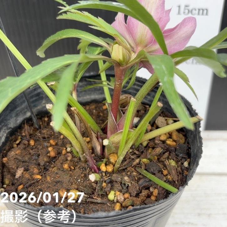 一点物】花郷園 クリスマスローズ アバニコ abanico 4.5号（KG2