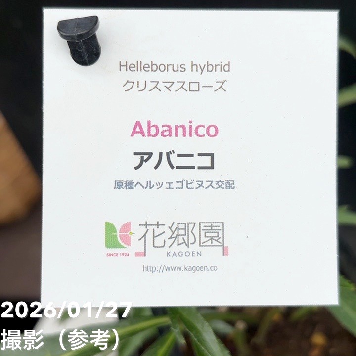 一点物】花郷園 クリスマスローズ アバニコ abanico 4.5号（KG2