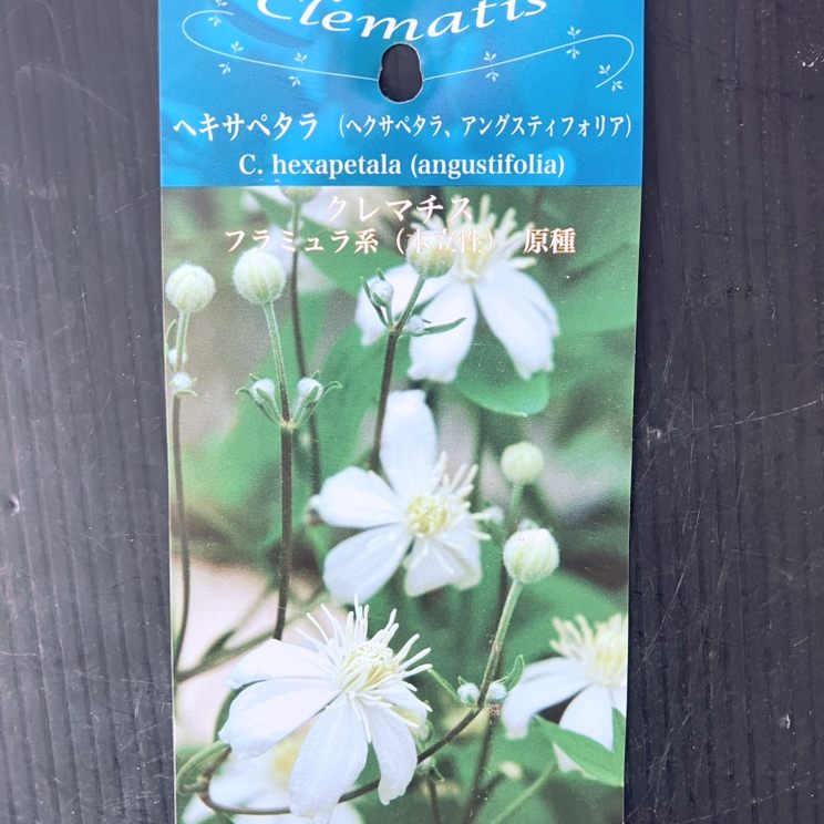 クレマチス フラミュラ系（木立性）原種 ヘキサペタラ（ヘクサペタラ