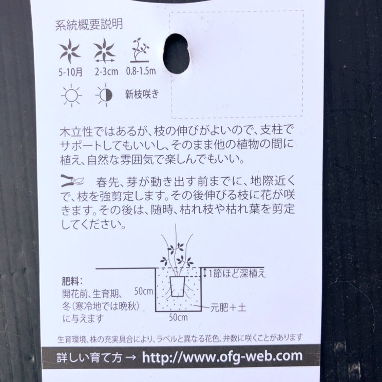 クレマチス フラミュラ系（木立性）原種 ヘキサペタラ（ヘクサペタラ