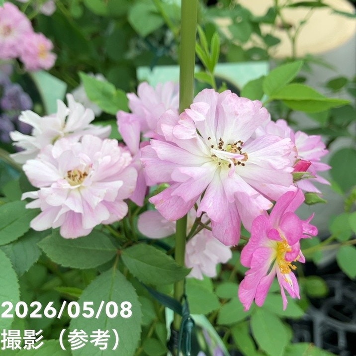 NEW】バラ新苗 リュネビル 4号 河本バラ園 河本麻記子さん ローズ