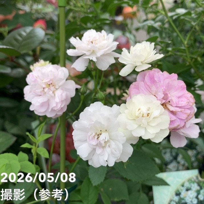 NEW】バラ新苗 リュネビル 4号 河本バラ園 河本麻記子さん ローズ