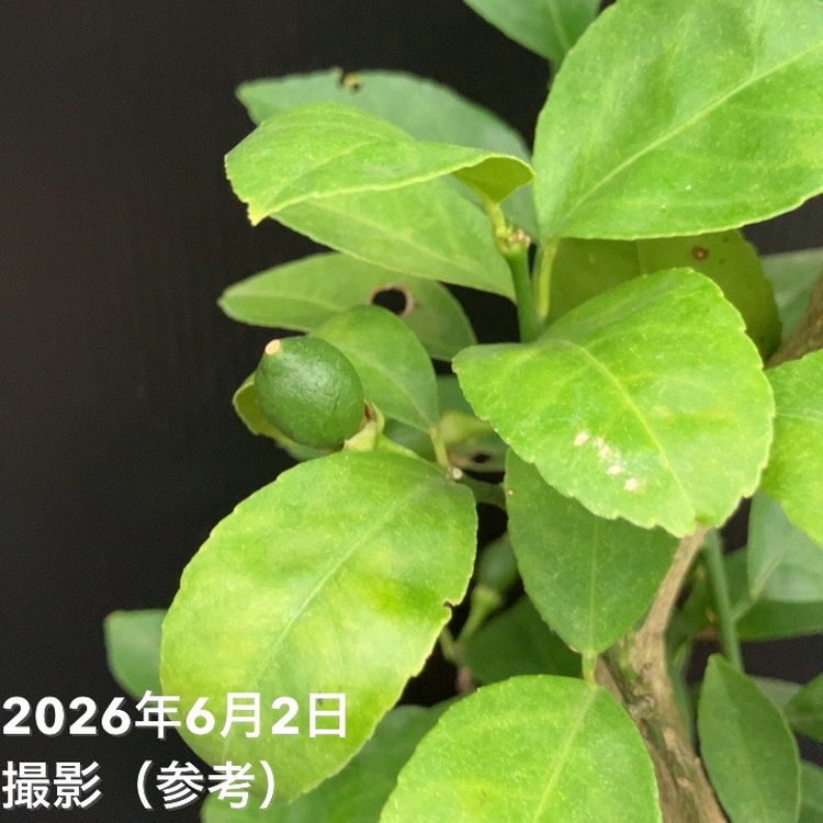 レモン マイヤーレモン 6号｜柑橘｜果樹10-TU | 果樹,柑橘,レモン