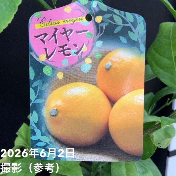 レモン マイヤーレモン 6号｜柑橘｜果樹10-TU | 果樹,柑橘,レモン