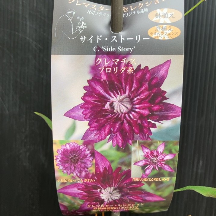 とくさま専用ページෆ⸒⸒ クレマチス フロリダ系 サイド・ストーリー 4.5号｜草花04-PA | 草花