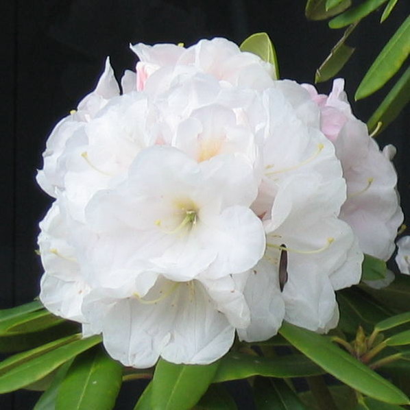 シャクナゲ スーパーローディー 6号 真珠姫｜花木01-D1 | 赤塚植物園