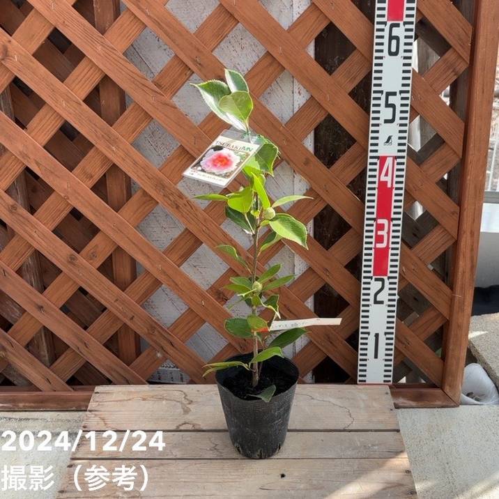 椿 ツバキ 4号 エレガンススプレンダー［こだわりの前田ナーセリー苗