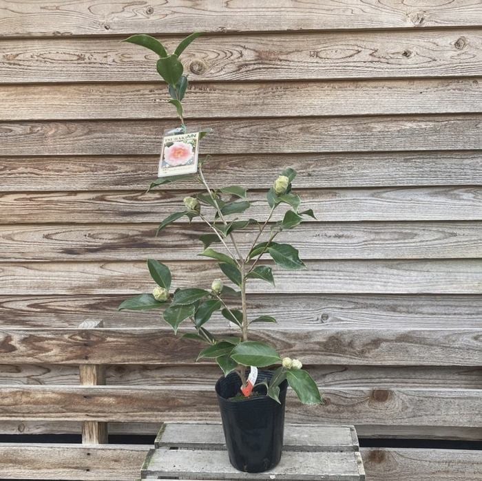 椿 ツバキ 4号 エレガンススプレンダー［こだわりの前田ナーセリー苗