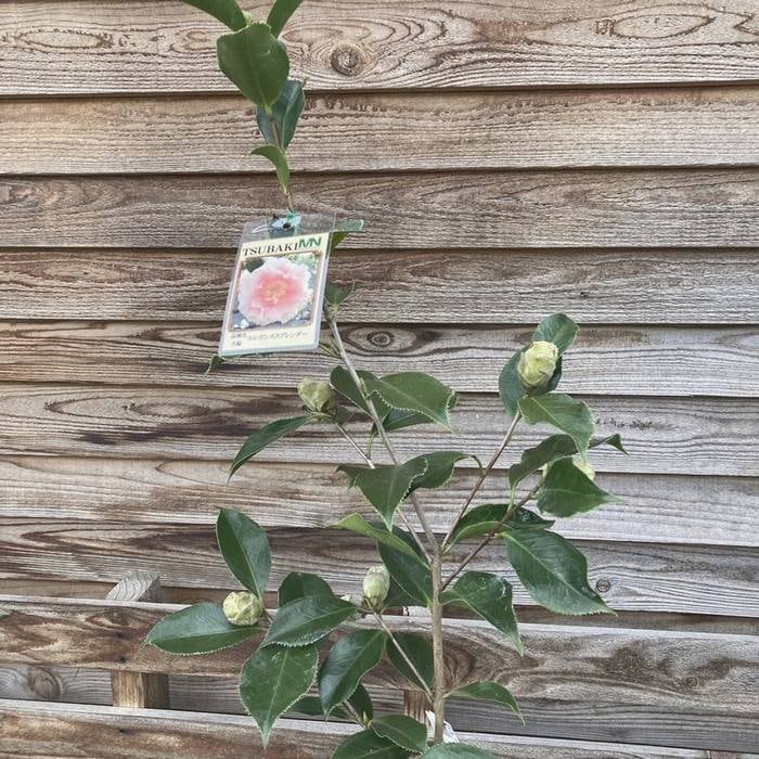 椿 ツバキ 4号 エレガンススプレンダー［こだわりの前田ナーセリー苗