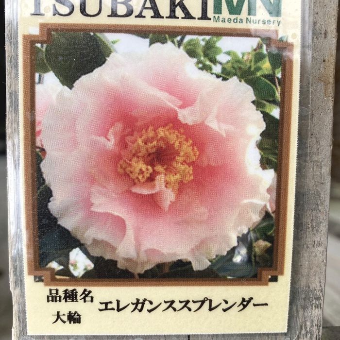椿 ツバキ 4号 エレガンススプレンダー［こだわりの前田ナーセリー苗