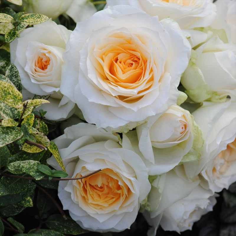 バラ大苗 イングリッシュ・アイズ 7号 ヤンスペック JANSPEKROSEN