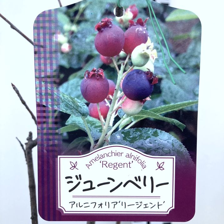 ジューンベリー アルニフォリア リージェント 6号｜果樹04-PA | 果樹