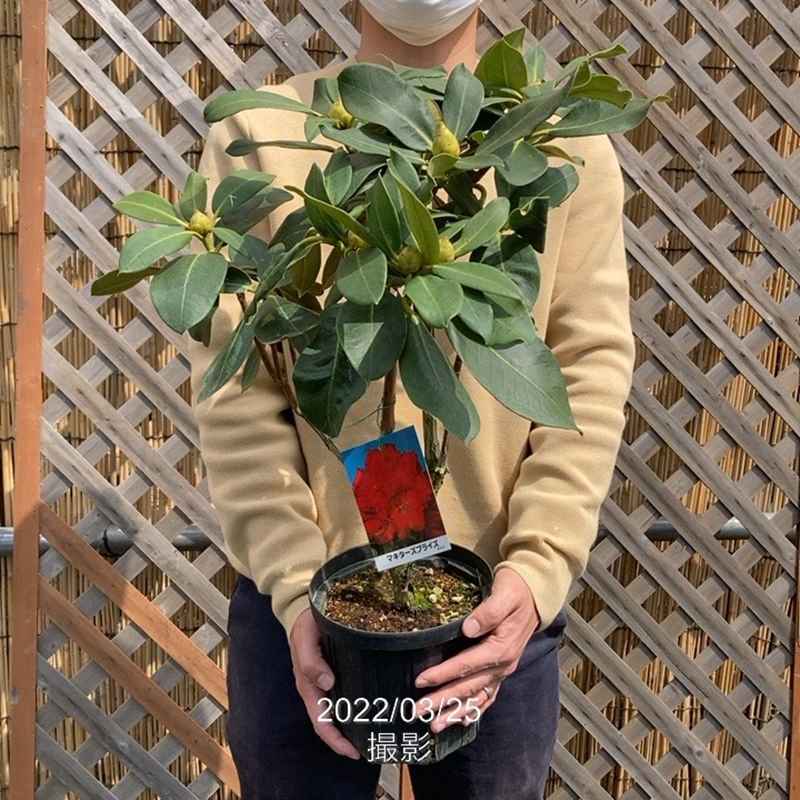 西洋シャクナゲ 6号 マキターズプライズ｜花木03-D3 | 花木・庭木