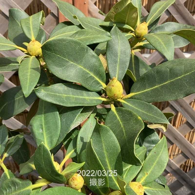 西洋シャクナゲ 6号 マキターズプライズ｜花木03-D3 | 花木・庭木