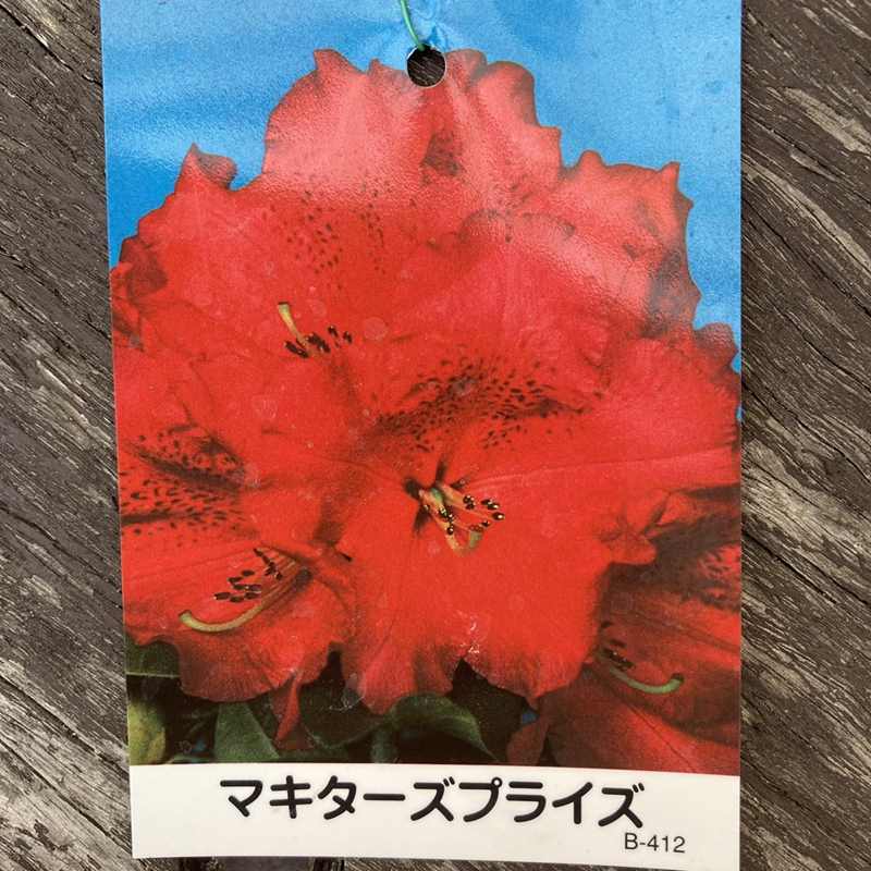 西洋シャクナゲ 6号 マキターズプライズ｜花木03-D3 | 花木・庭木
