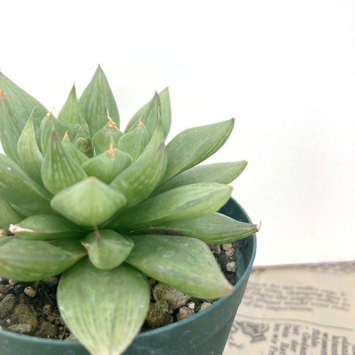 ハオルチア　連絡用 ハオルチア 2.5号 wimii hybrid.Wmv-1［1-07］｜観葉02-D2 | 観葉