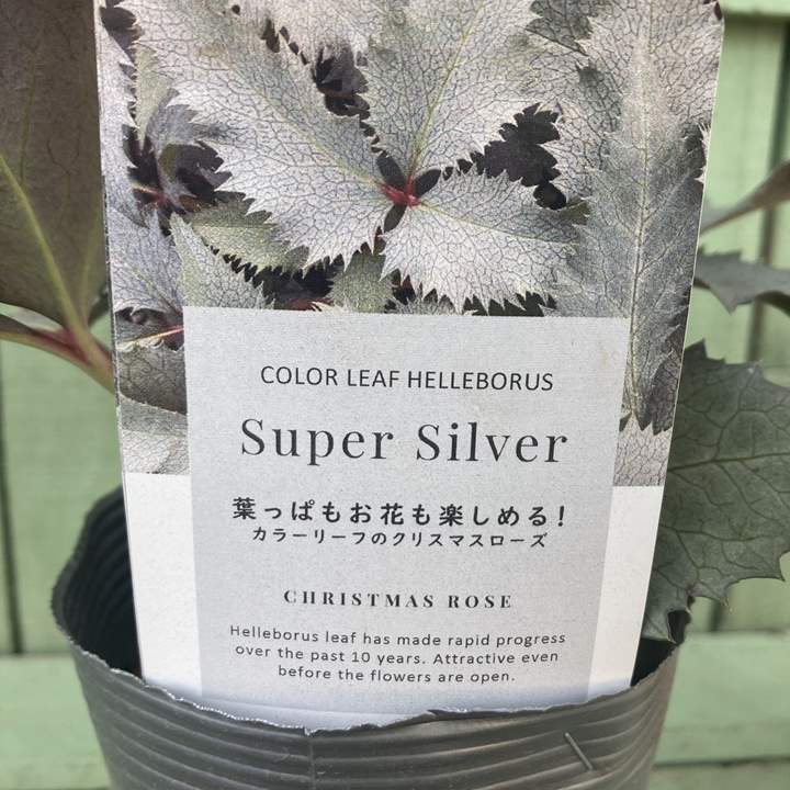 クリスマスローズ クリスマスローズ：*ホワイトシュガーシフォン5号鉢 の通販