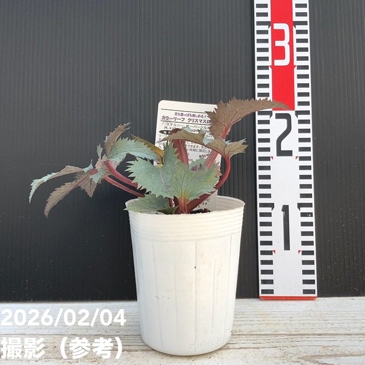 カラーリーフクリスマスローズ 3.5号 ステルニー スーパーシルバー（赤