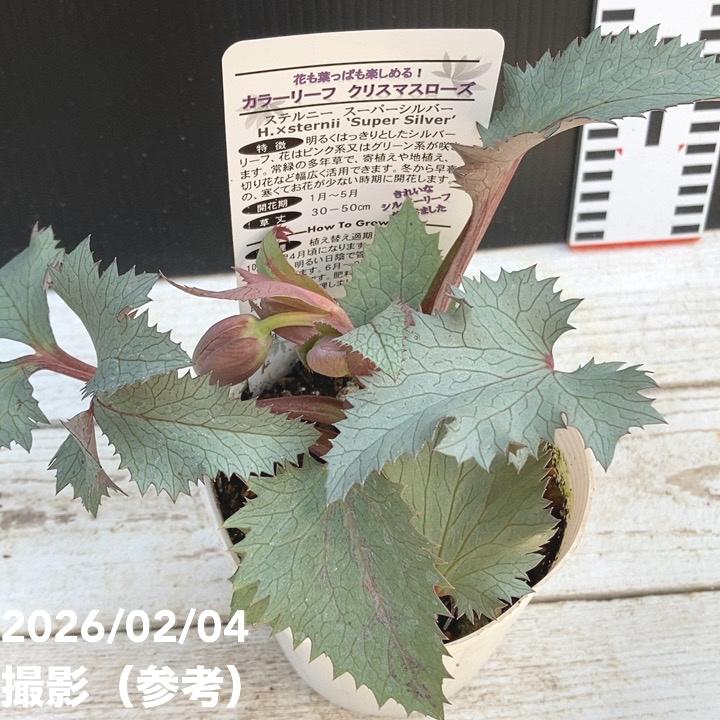 カラーリーフクリスマスローズ 3.5号 ステルニー スーパーシルバー（赤