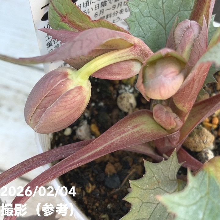 カラーリーフクリスマスローズ 3.5号 ステルニー スーパーシルバー（赤