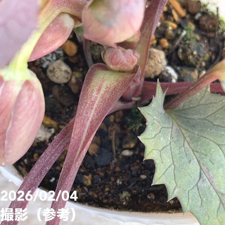 カラーリーフクリスマスローズ 3.5号 ステルニー スーパーシルバー（赤