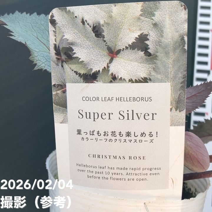 カラーリーフクリスマスローズ 3.5号 ステルニー スーパーシルバー（赤