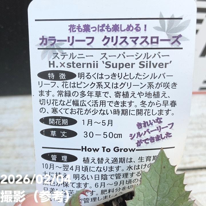 カラーリーフクリスマスローズ 3.5号 ステルニー スーパーシルバー（赤